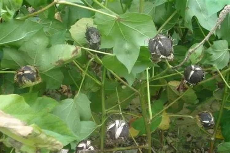 芍药花施什么肥合适