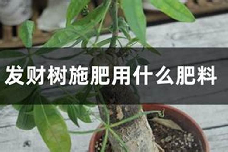 西瓜开花期施什么肥