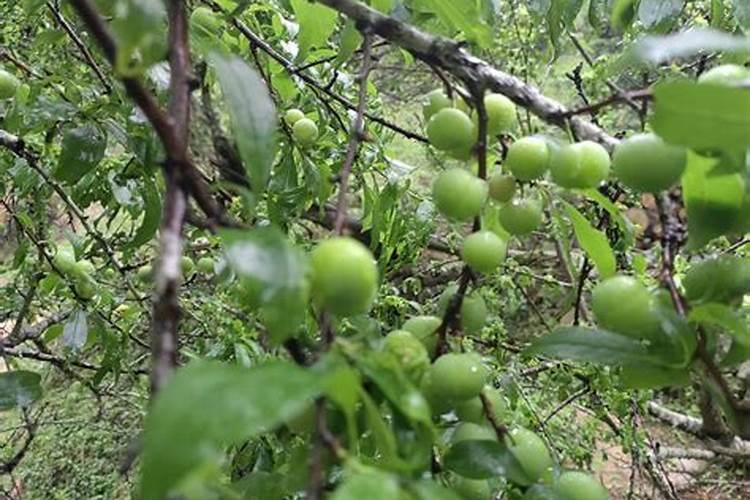 红菜苔种植时间和方法是什么