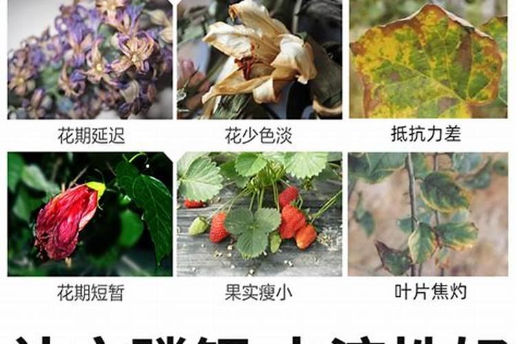 磷酸二氢钾养花注意事项