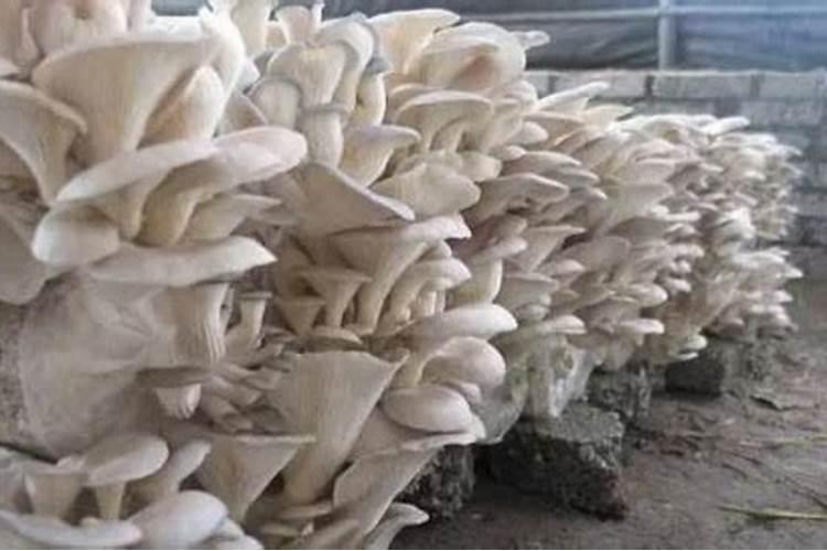 叶面肥能与杀菌剂混用吗