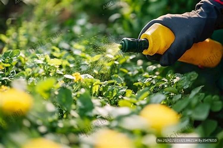 瓜果蔬菜叶面肥的正确使用方法(什么时候打叶面肥好)