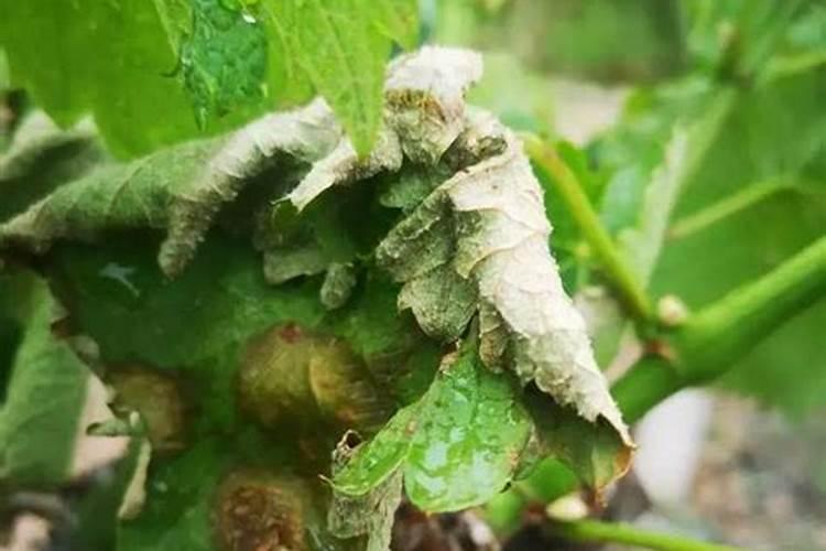 各位大神 谁能给我说一下磷肥和钾肥具体的区别