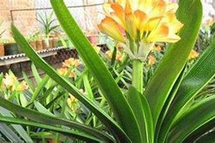 君子兰怎样种植,怎样施肥