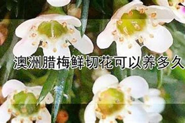 复合肥养多肉可以吗
