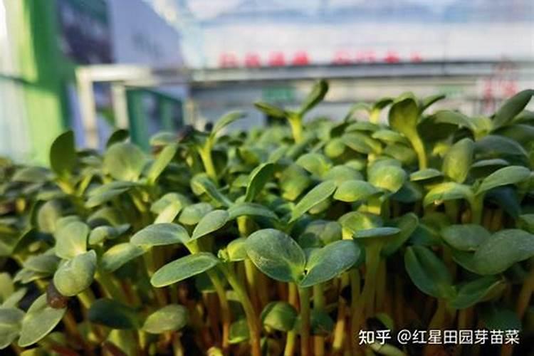 油葵高产栽培技术管理