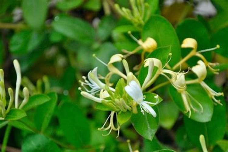 金银花烂根怎么办 补救方法有哪些