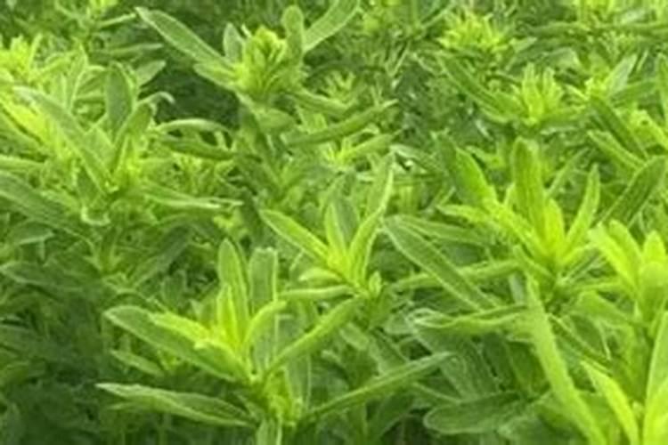 种甜叶菊用什么肥料