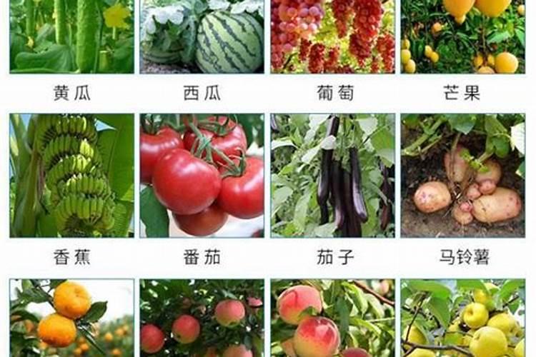 【丘区简阳市种养加复合型现代农业试点工程主要进展】 简阳市百度知 ...
