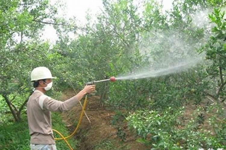 水溶肥哪个品牌好