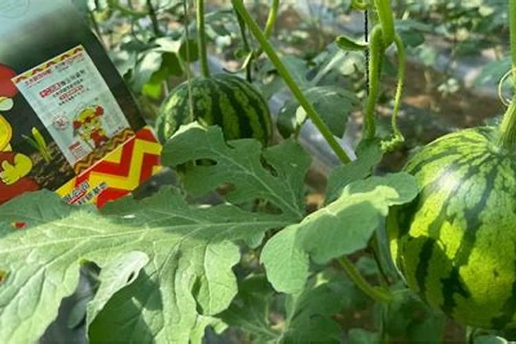 西瓜开花结果时应施含什么肥,应该浇水不