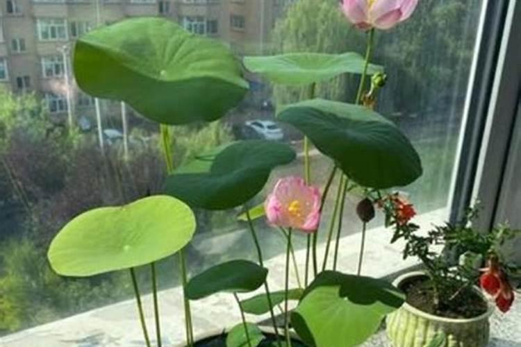 荷花喜肥吗 喜欢施什么肥料