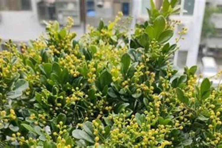 钾肥每亩地施多少斤