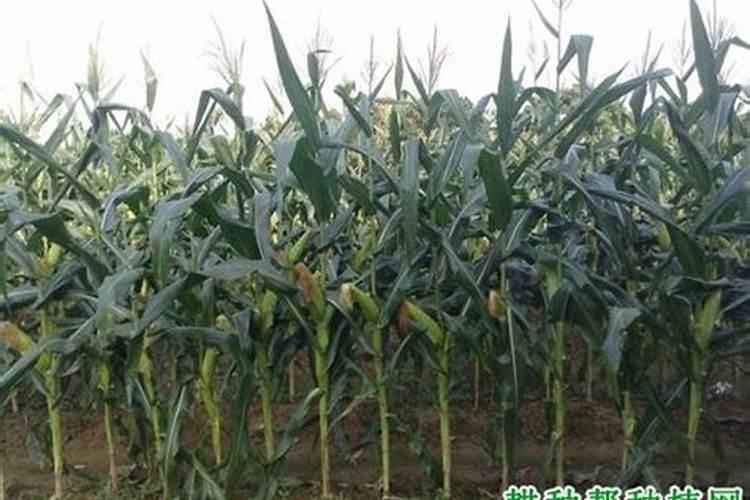 玉米播种是可以施尿素吗？