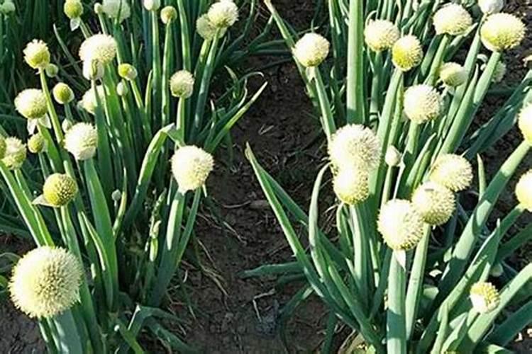 小叶栀子花的养殖修剪
