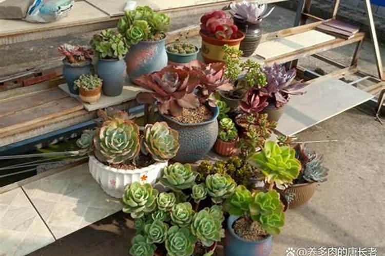 甜瓜授粉15天后冲平衡肥还是高钾肥好？