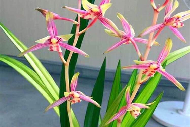 建兰兰花花谢后怎样施肥