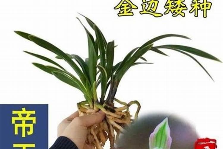 建兰开花后怎么处理