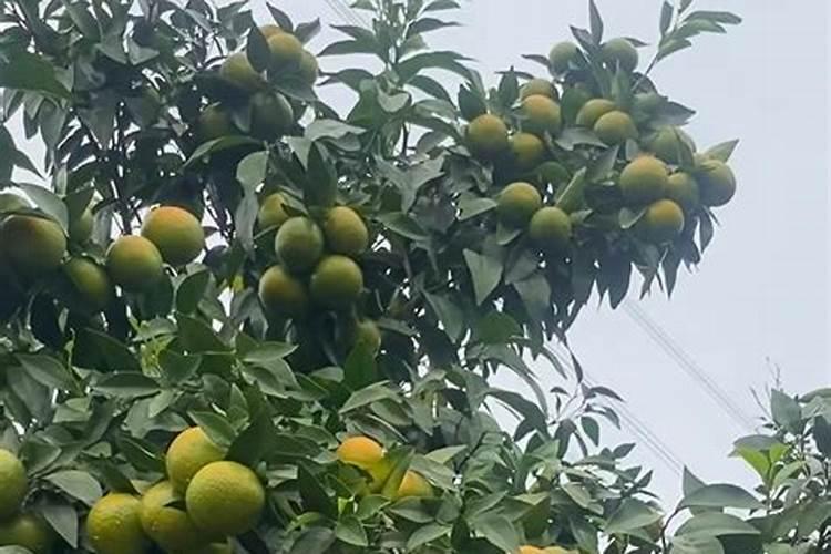 哪种肥料适合在柑橘开花时使用