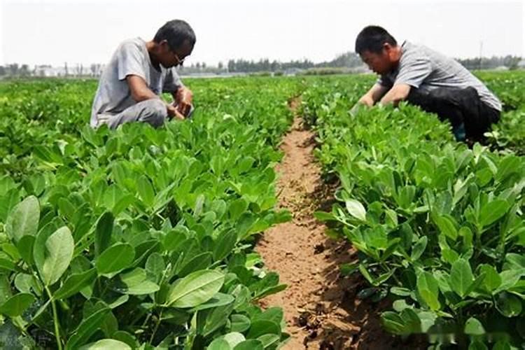 种花生要施底肥吗