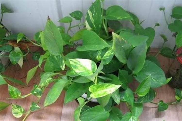 水培绿萝用什么肥料长得快