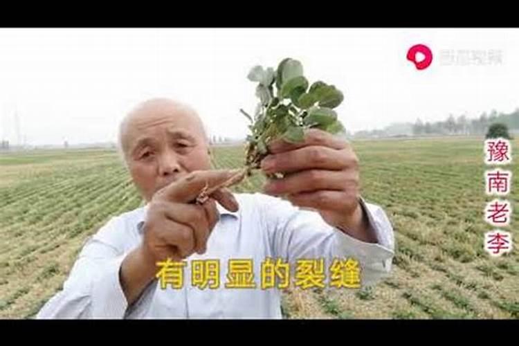花生不同生长阶段的叶面肥使用技巧 花生应该怎么施肥