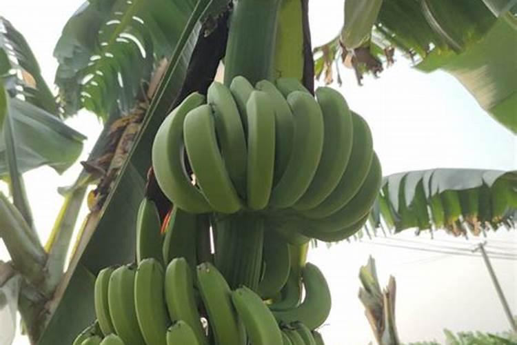 ...有人告诉我说种植前把肥料施足了可以防止,这样对