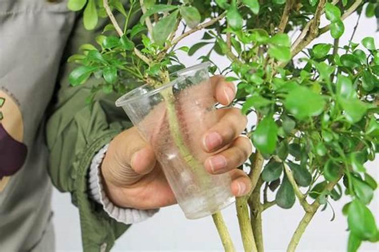 臭粉是不是种地用的化肥了？