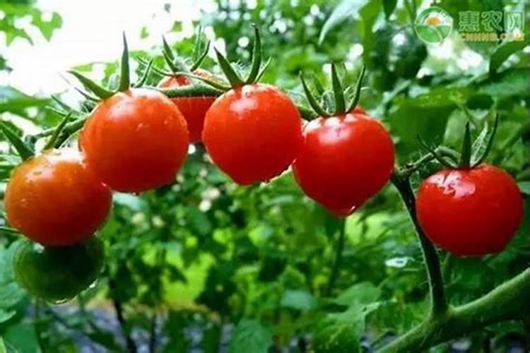 荷花喜肥吗 喜欢施什么肥料