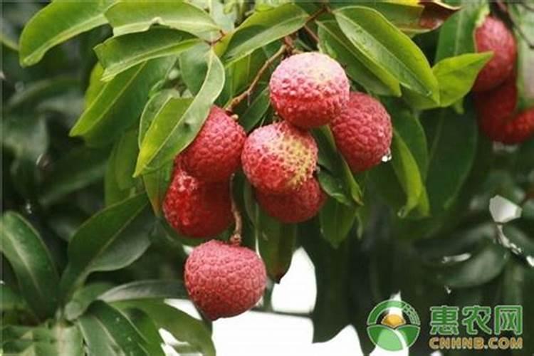 荔枝树施肥及修剪技术