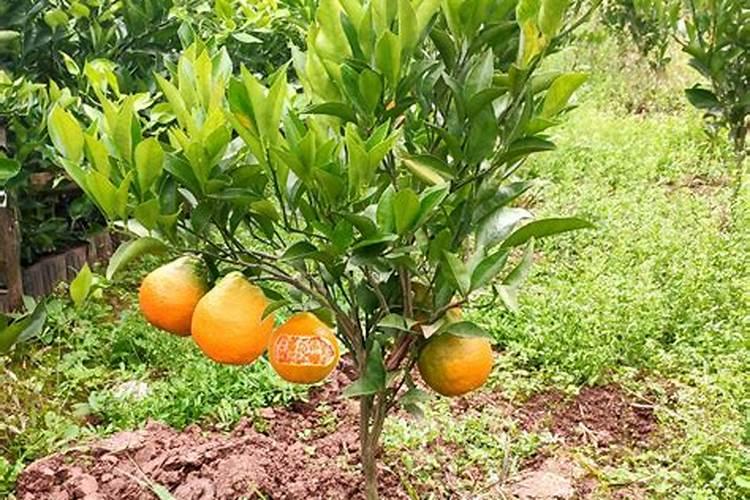 种植柑橘时,最佳的施肥时间是什么时候？