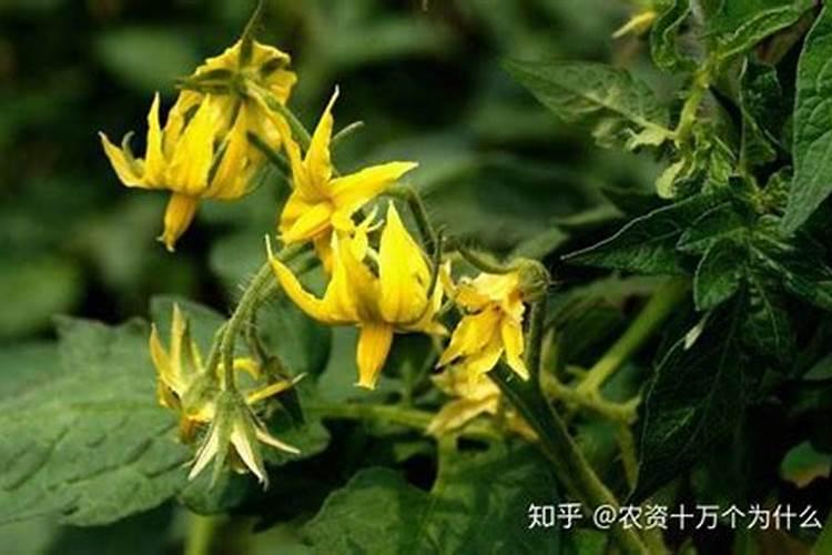 种植西红柿底肥需要哪些肥料