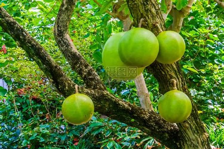 促进开花施什么肥料(果树促花用什么叶面肥好)