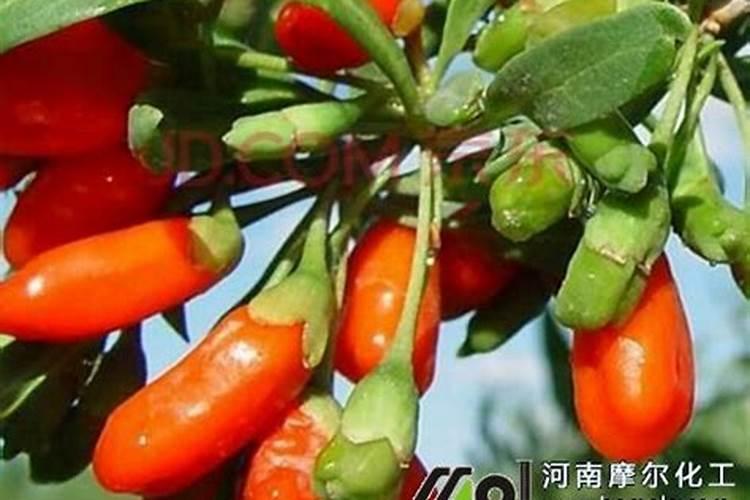 种植枸杞需要哪些肥料