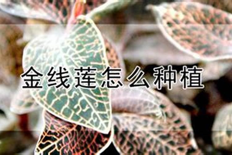 棉花主要用什么肥料？