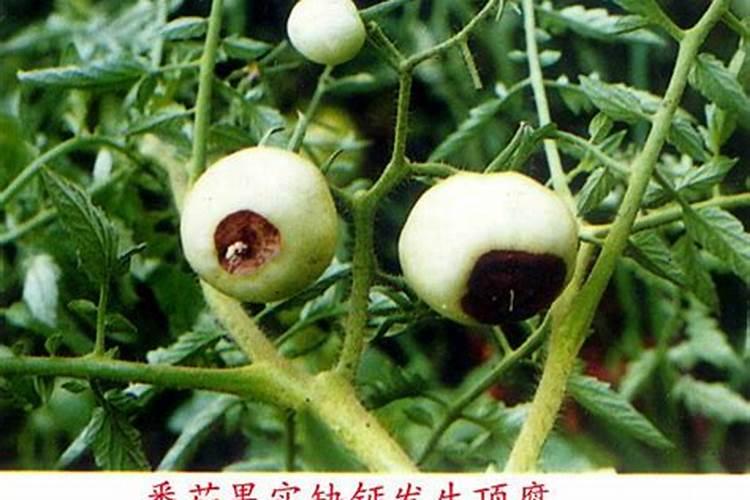 钙肥肥害
