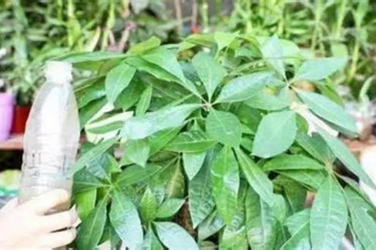 芒果施什么肥