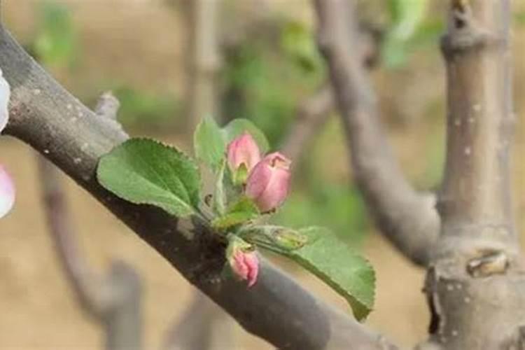 花芽分化用什么叶面肥