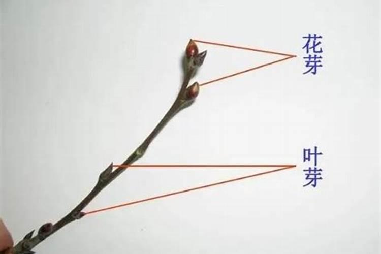 钾肥对果树花芽分化的作用