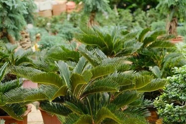 芸苔素的使用方法