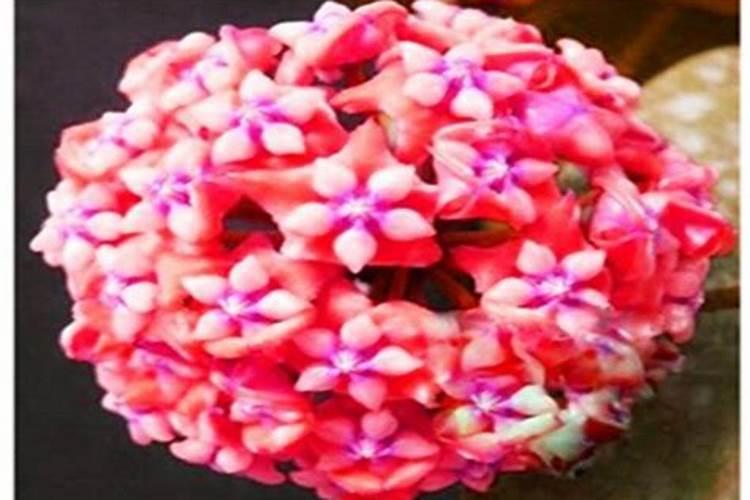球兰花怎样才能养才开花