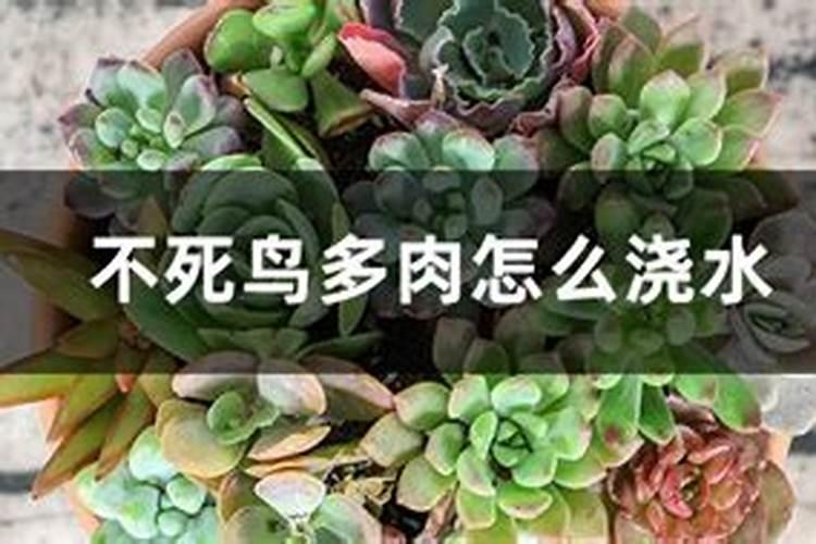 10种“漂亮花”