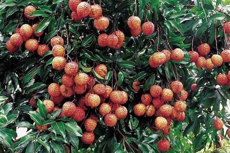 龙根兰花怎么上盆？