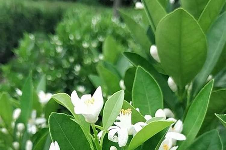苹果苦痘病是怎样发生的？