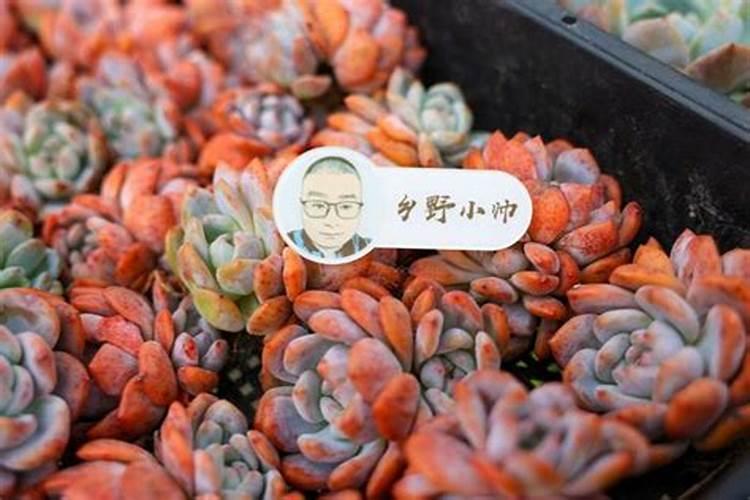 白芍开完花后叶子由绿变成紫色是怎么回事？