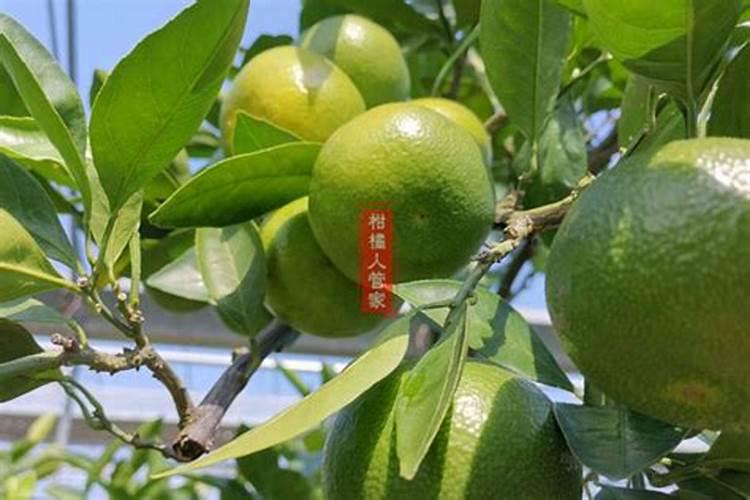 发财树浇什么肥料可枝叶旺盛