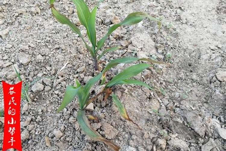 什么水果和蔬菜里面含钾比较高