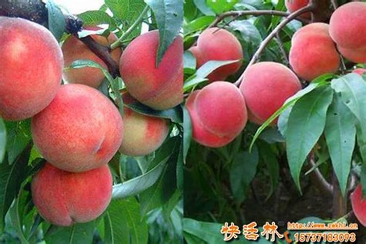 柑橘苗期施什么肥料