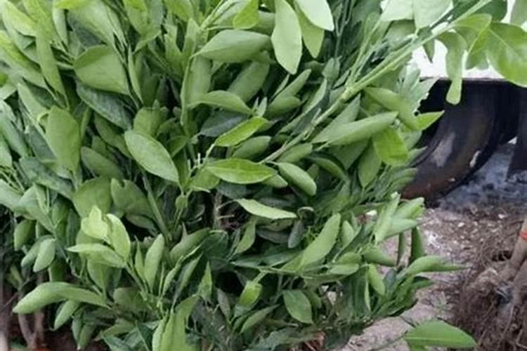 柑橘施春肥用什么肥料好？