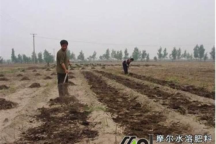 种玉米施肥用什么肥料好